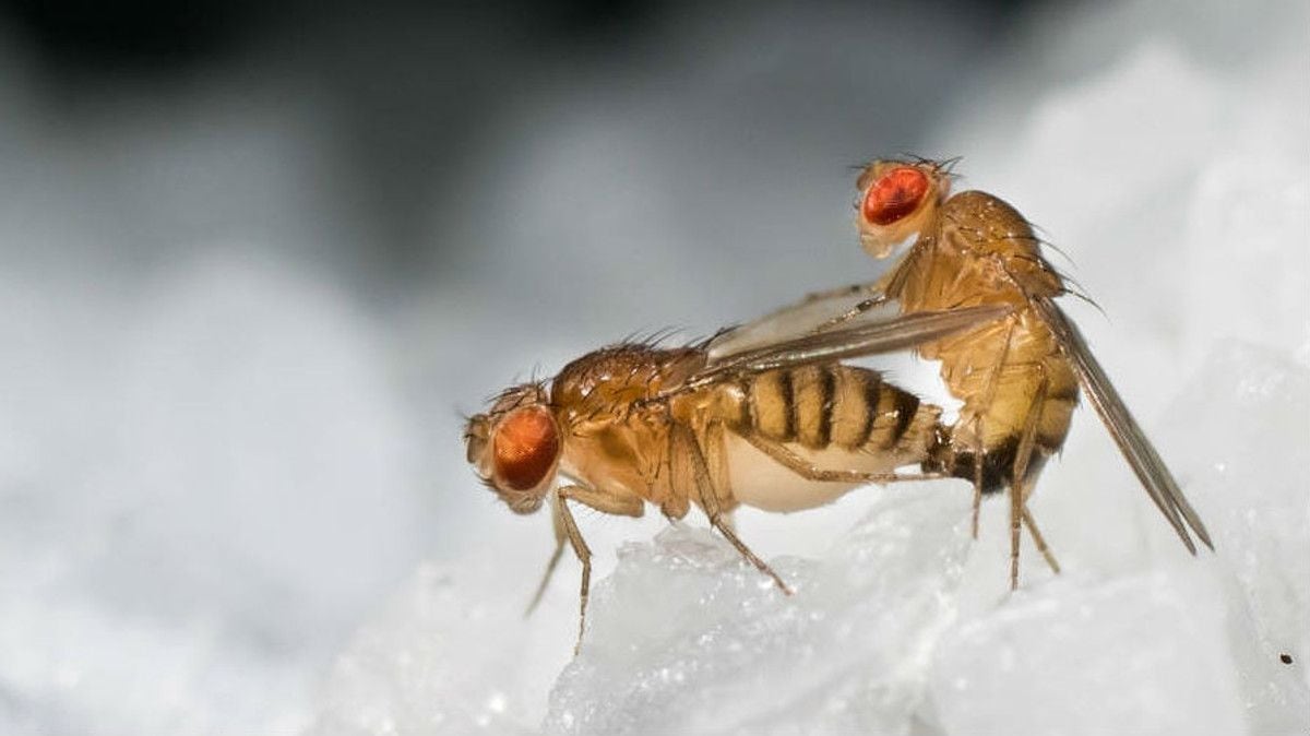 Detectan Mosca de la Fruta en productos agrícolas ingresados clandestinamente